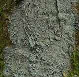 Megalospora porphyritis image