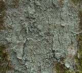 Megalospora porphyritis image