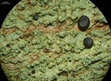 Megalospora porphyritis image