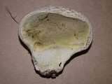 Handkea utriformis var. utriformis image