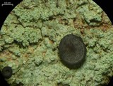 Megalospora porphyritis image