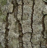 Pertusaria multipunctoides image