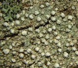 Pertusaria multipunctoides image
