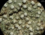 Pertusaria multipunctoides image