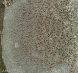 Lecanora cinereofusca image