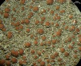 Lecanora cinereofusca image