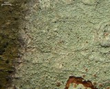 Lecanora cinereofusca image