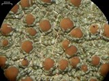 Lecanora cinereofusca image