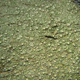 Pertusaria amara f. amara image