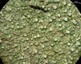Pertusaria amara f. amara image