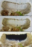 Image of Catinaria atropurpurea
