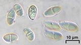 Catinaria atropurpurea image