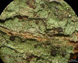 Catinaria atropurpurea image