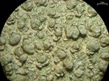 Pertusaria macounii image