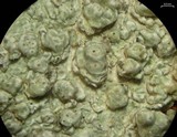 Pertusaria macounii image