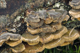 Cerrena unicolor image