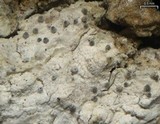 Alyxoria varia image