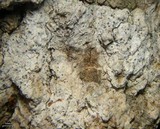 Opegrapha varia image