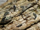 Opegrapha varia image