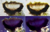 Alyxoria varia image