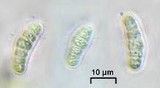 Opegrapha varia image