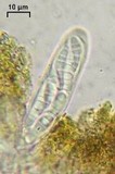 Alyxoria varia image