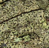Buellia dialyta image
