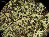 Buellia dialyta image
