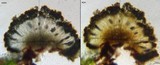 Buellia dialyta image