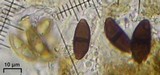 Buellia dialyta image