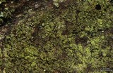 Micarea neostipitata image