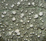 Pertusaria multipunctoides image