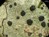 Ramboldia subnexa image