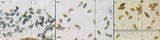 Ramboldia subnexa image
