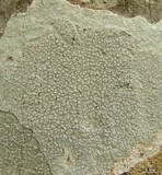 Varicellaria velata image