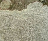 Varicellaria velata image
