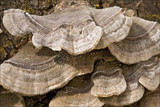 Cerrena unicolor image