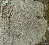 Lecanora cinereofusca image