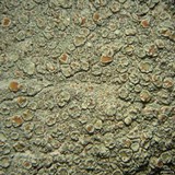 Lecanora cinereofusca image