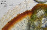 Lecanora cinereofusca image