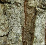 Lecanora imshaugii image