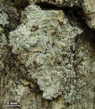 Lecanora imshaugii image