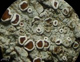 Lecanora imshaugii image