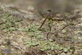 Chaenotheca trichialis image