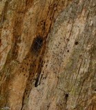 Mycocalicium subtile image