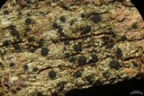Buellia dialyta image