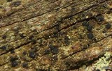 Buellia dialyta image