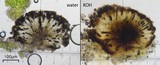 Buellia dialyta image
