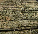 Buellia dialyta image