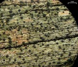 Buellia dialyta image